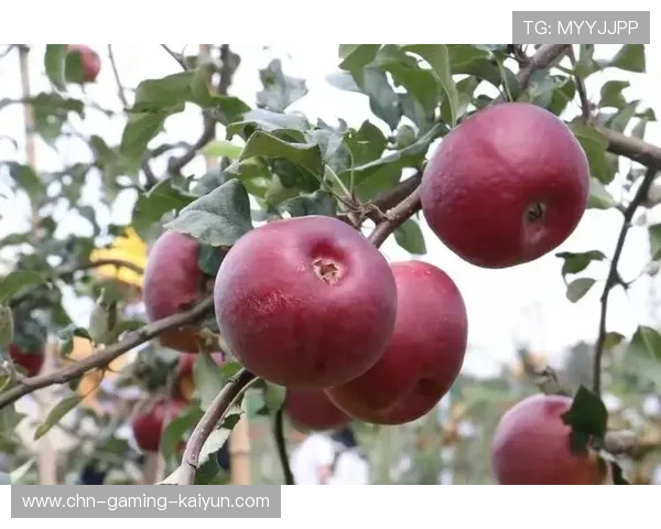 探索“体育+文旅”融合发展新路径—山西“晋中·她超”联赛精彩开启